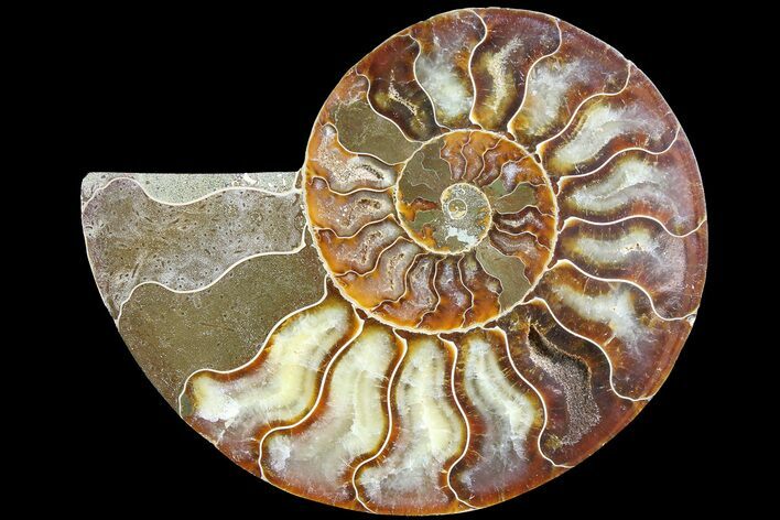 Cut & Polished Ammonite Fossil (Half) - Madagascar #183190